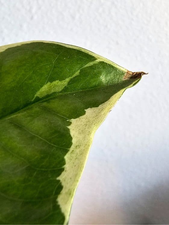 An njoy pothos leaf with a brown tip.