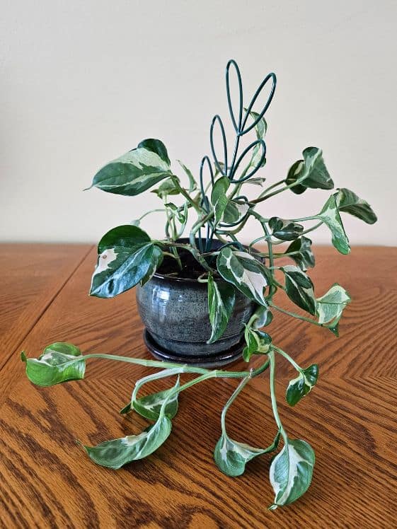 An njoy pothos in a pot with a trailing vine on a table.