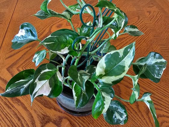 N'joy pothos plant on a table.