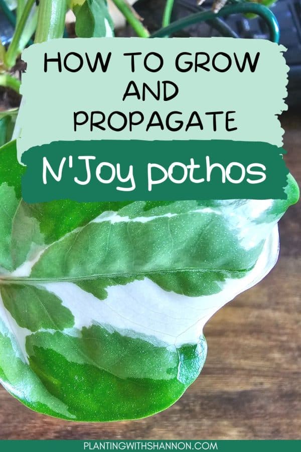 Pin image for how to grow and propagate njoy pothos with a closeup of an njoy pothos leaf.