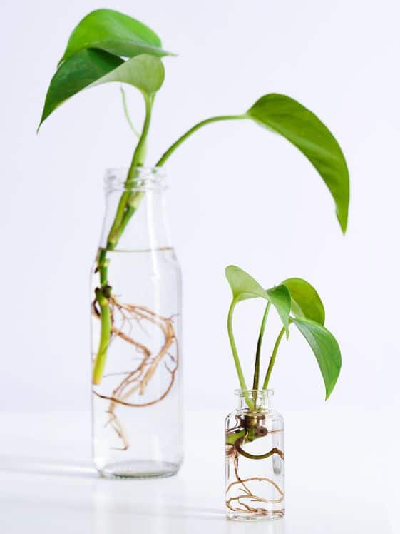 Two pothos plants growing in two separate jars.