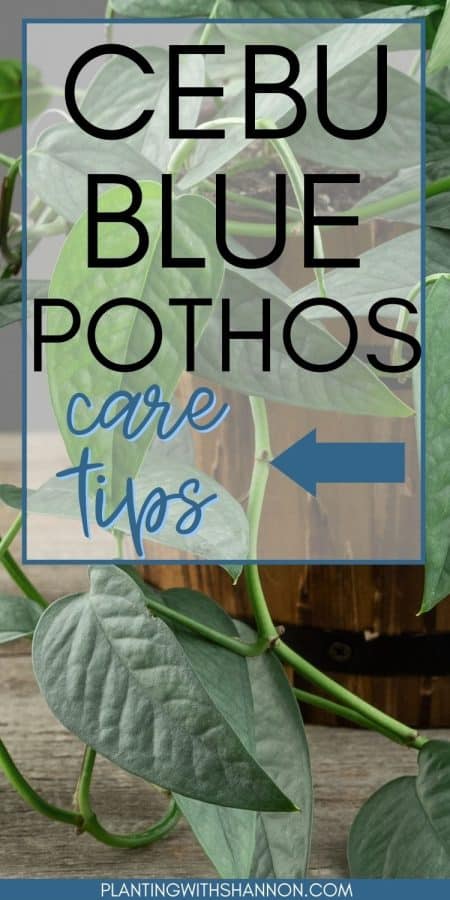 Pin image of a cebu blue pothos with a text overlay that reads cebu blue pothos care tips.